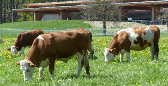 Haltung- und Stallbau