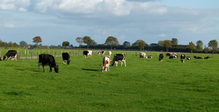 Grünlandwirtschaft und Futterbau