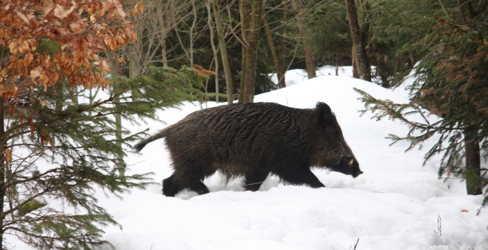 Wildschäden im Feld